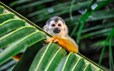 Costa Rica un destino de aventura