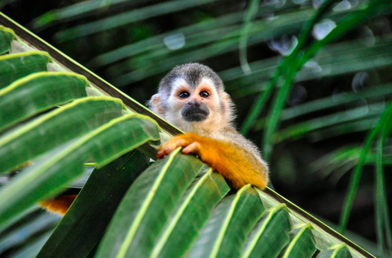 Costa Rica un destino de aventura